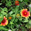 Gaillardia grandiflora Arizona Sun